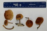 Gymnopilus lepidotus image