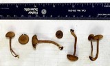 Inocybe tubarioides image