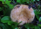 Lactarius psammicola image