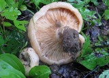 Lactarius psammicola image