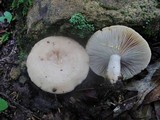 Lactarius chrysorrheus image