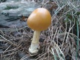 Amanita banningiana image