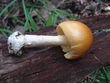 Amanita banningiana image