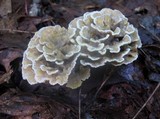 Thelephora vialis image