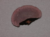 Rhodofomes cajanderi image