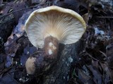 Tapinella atrotomentosa image