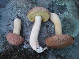 Xerocomus hortonii image