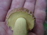Xerocomus hortonii image