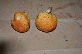 Leccinum longicurvipes image