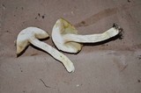 Leccinum longicurvipes image