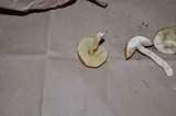 Leccinum longicurvipes image