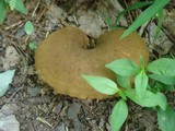 Boletinellus merulioides image