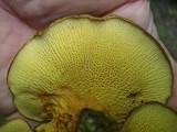Boletinellus merulioides image