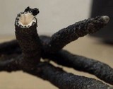 Xylaria cornu-damae image