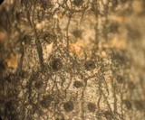 Xylaria cornu-damae image
