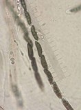 Xylaria cornu-damae image