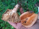 Lactarius affinis image