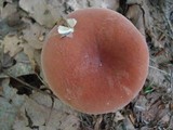 Lactarius hygrophoroides image