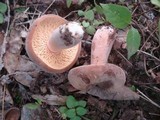 Lactarius corrugis image