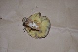 Boletus pallidus image