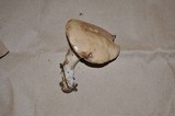 Boletus pallidus image