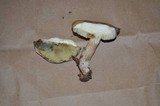 Boletus pallidus image