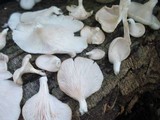 Pleurotus pulmonarius image