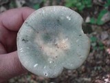 Russula parvovirescens image