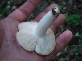 Russula parvovirescens image