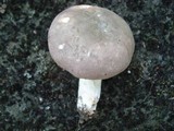 Russula variata image
