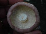 Russula variata image