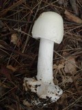 Amanita aestivalis image