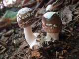 Amanita brunnescens image
