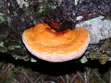 Fomitopsis mounceae image