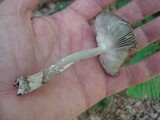 Amanita rhacopus image