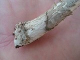 Amanita rhacopus image