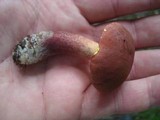 Baorangia bicolor image