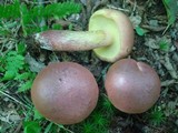 Baorangia bicolor image