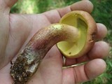 Baorangia bicolor image