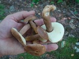 Gyroporus castaneus image