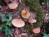 Suillus spraguei image