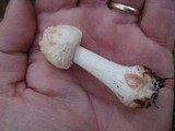 Amanita rubescens var. rubescens image