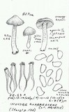 Inocybe glabrescens image