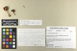 Inocybe glabrescens image