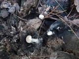 Asterophora lycoperdoides image