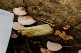 Fomitopsis cajanderi image