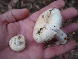 Lactarius deceptivus image