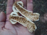 Russula fragrantissima image