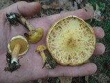 Suillus americanus image
