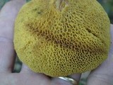 Suillus americanus image